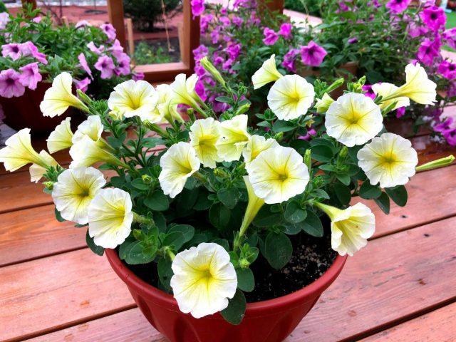 Petunia Fulvia F1 lemon yellow: description and photo