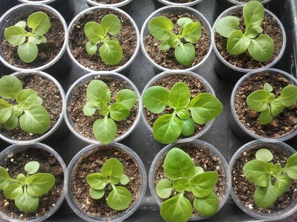 Petunia seedlings are dying