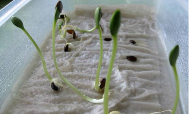 Petunia seedlings are dying