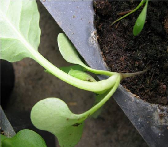 Petunia seedlings are dying