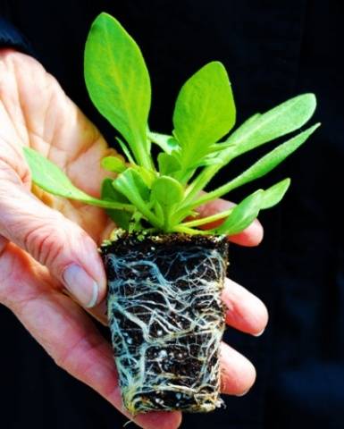 Petunia seedlings are dying