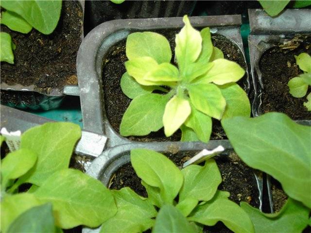 Petunia seedlings are dying