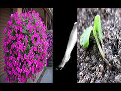 Petunia seedlings are dying