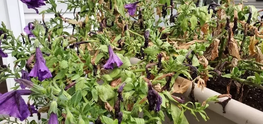 Petunia seedlings are dying