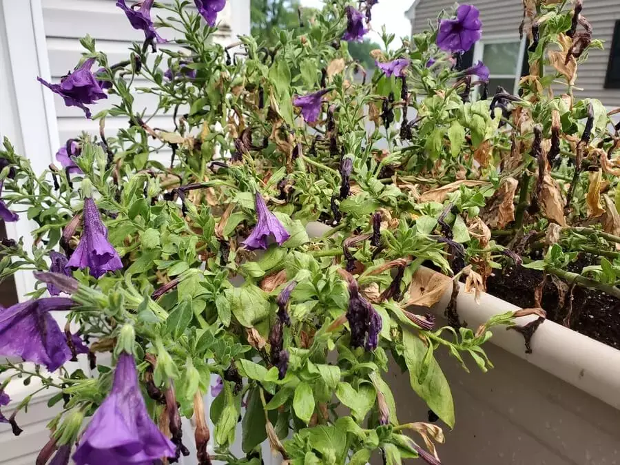 Petunia seedlings are dying