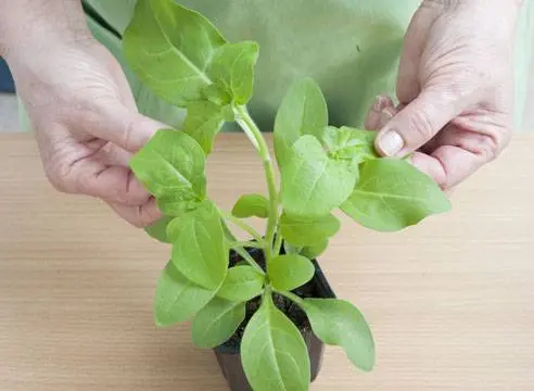 Petunia seedlings stretched out: what to do 