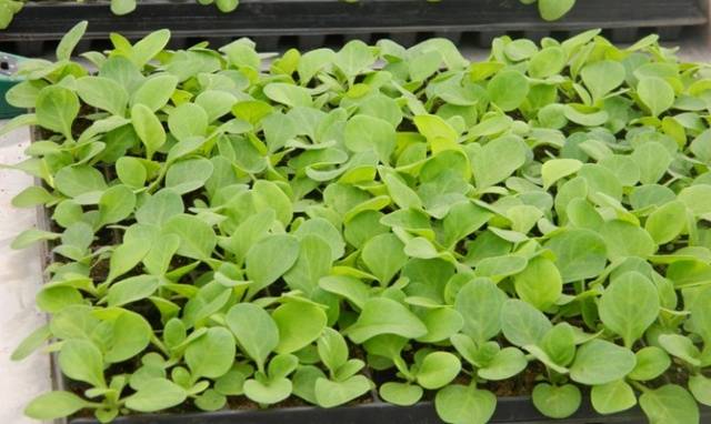 Petunia seedlings stretched out: what to do 