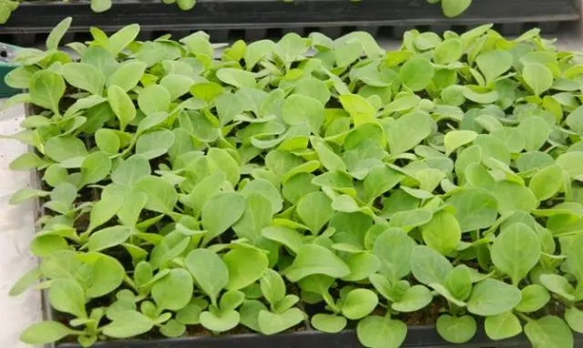 Petunia seedlings stretched out: what to do 