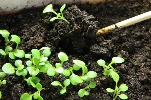 Petunia seedlings stretched out: what to do 