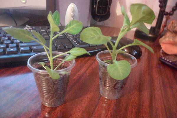 Petunia seedlings stretched out: what to do 