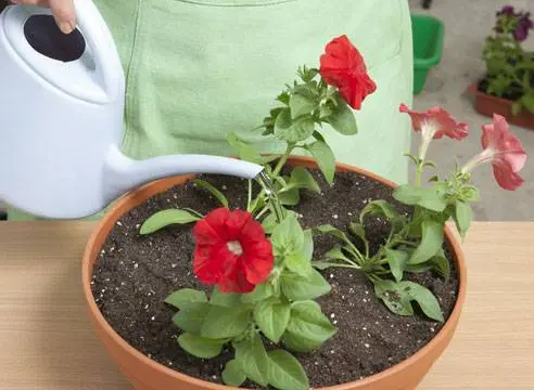 Petunia seedlings stretched out: what to do 