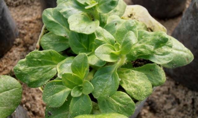 Petunia seedlings turn yellow: what to do