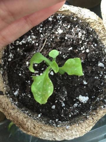 Petunia seedlings turn yellow: what to do