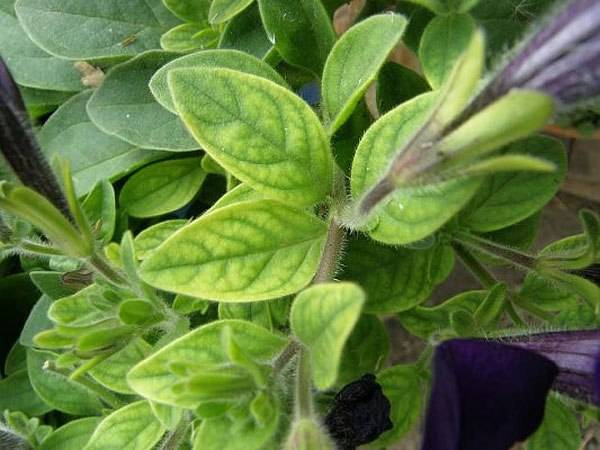 Petunia seedlings turn yellow: what to do