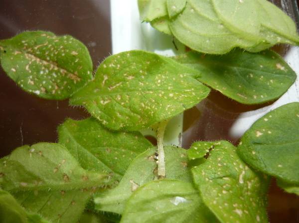 Petunia seedlings turn yellow: what to do