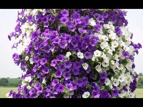 Petunia Spherica F1