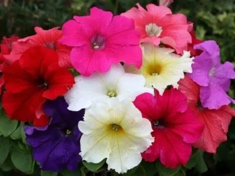 Petunia Spherica F1