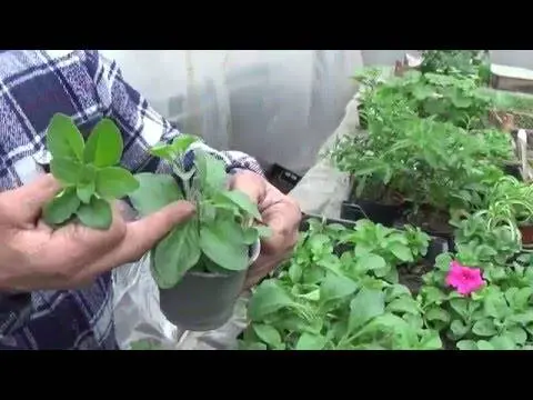 Petunia Spherica F1