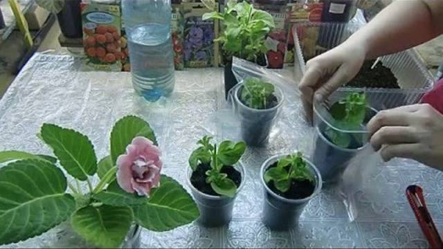 Petunia Spherica F1