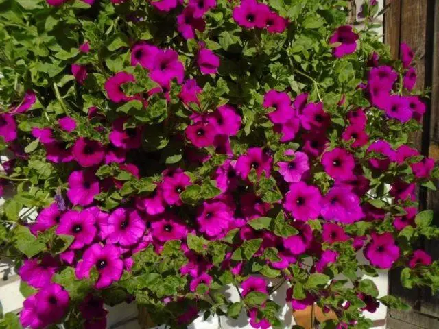 Petunia supercascade: photo in the garden, care, cultivation