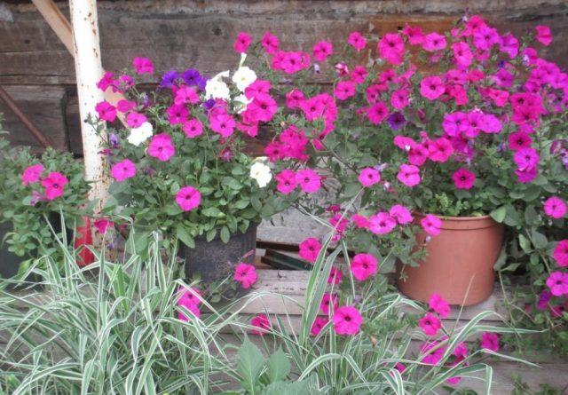 Petunia supercascade: photo in the garden, care, cultivation