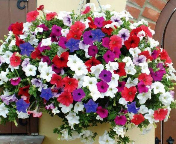 Petunia supercascade: photo in the garden, care, cultivation