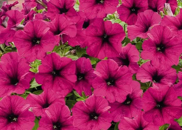 Petunia supercascade: photo in the garden, care, cultivation