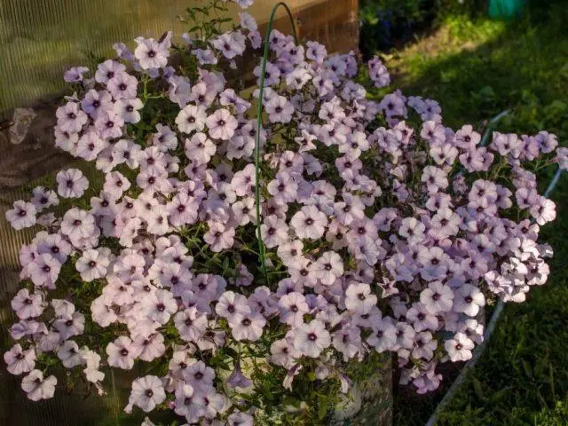 Petunia supercascade: photo in the garden, care, cultivation