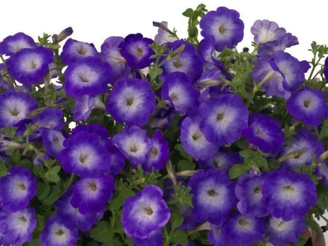 Petunia supercascade: photo in the garden, care, cultivation