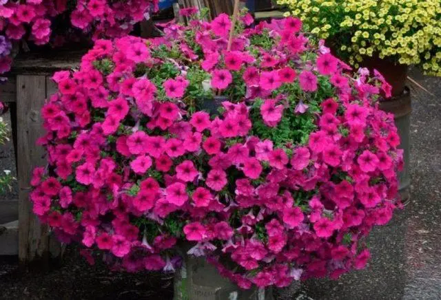 Petunia supercascade: photo in the garden, care, cultivation