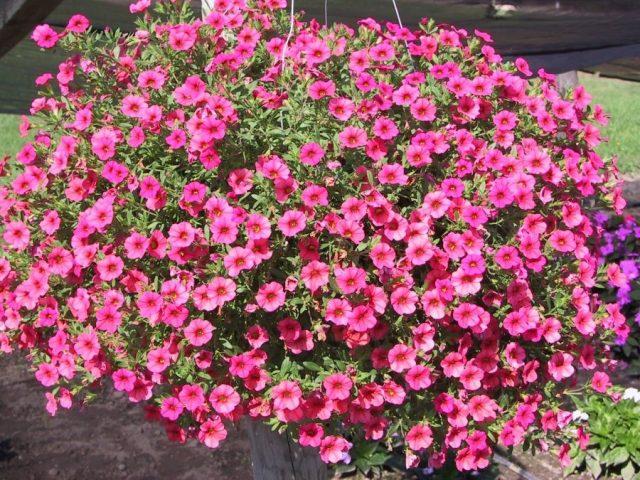 Petunia supercascade: photo in the garden, care, cultivation