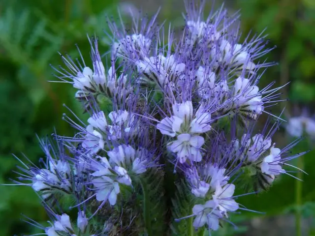 Phacelia as a honey plant: when to sow