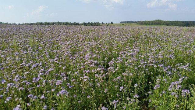 Phacelia as a honey plant: when to sow