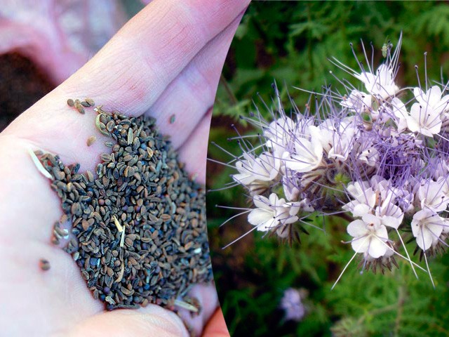 Phacelia as a honey plant: when to sow