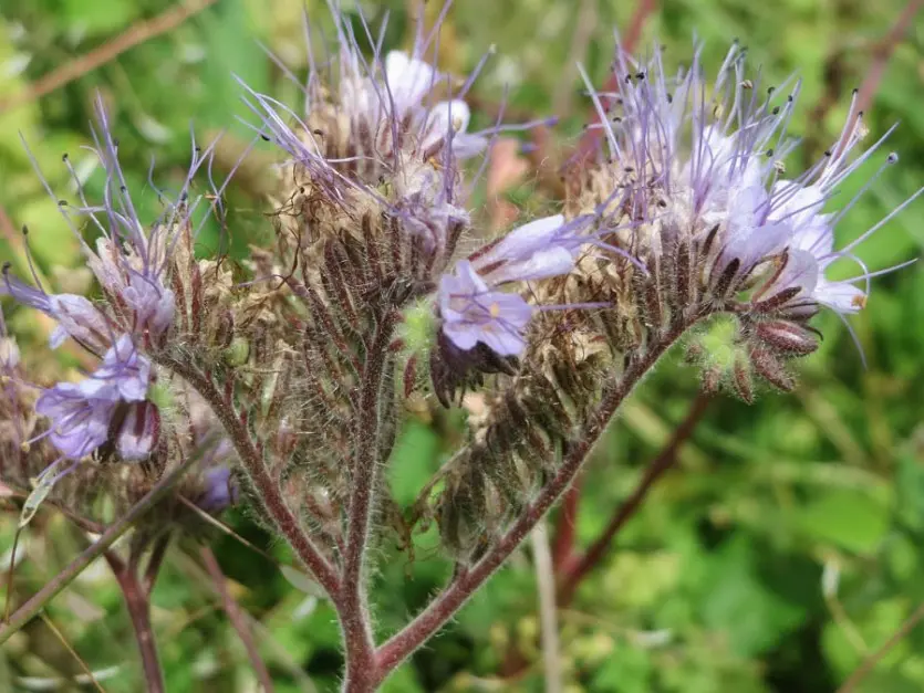 Phacelia as a honey plant: when to sow