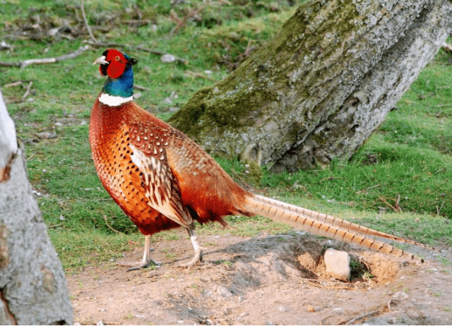 Pheasant: common, hunting, royal, silver, diamond, gold, Romanian, Caucasian