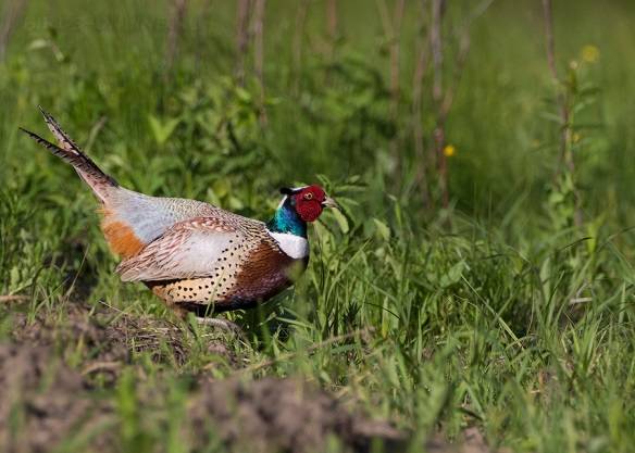 Pheasant: common, hunting, royal, silver, diamond, gold, Romanian, Caucasian