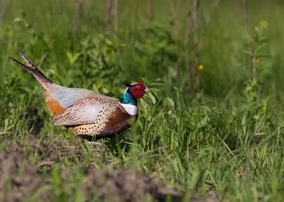 Pheasant: common, hunting, royal, silver, diamond, gold, Romanian, Caucasian