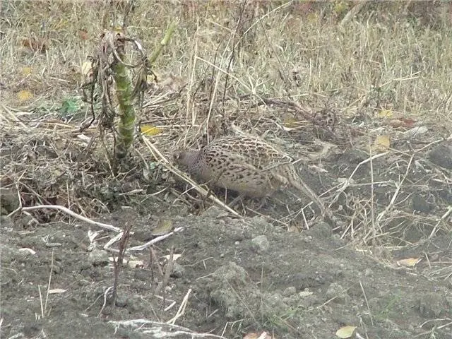 Pheasant: common, hunting, royal, silver, diamond, gold, Romanian, Caucasian