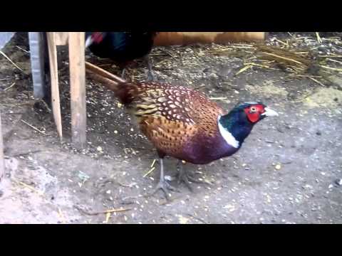 Pheasant: common, hunting, royal, silver, diamond, gold, Romanian, Caucasian