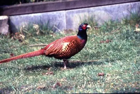 Pheasant: common, hunting, royal, silver, diamond, gold, Romanian, Caucasian