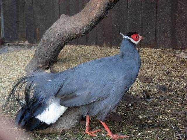 Pheasant: common, hunting, royal, silver, diamond, gold, Romanian, Caucasian