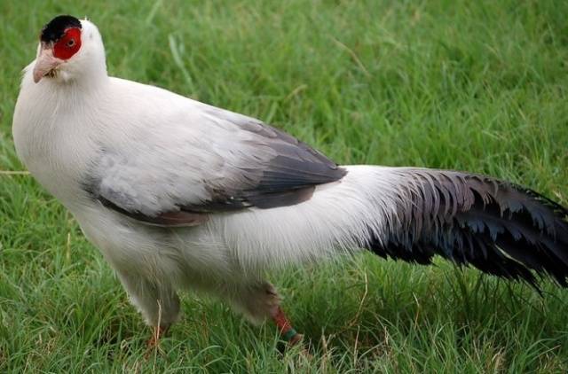 Pheasant: common, hunting, royal, silver, diamond, gold, Romanian, Caucasian