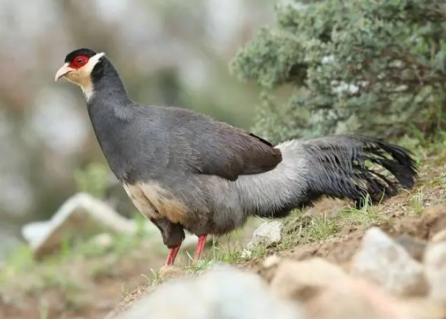 Pheasant: common, hunting, royal, silver, diamond, gold, Romanian, Caucasian