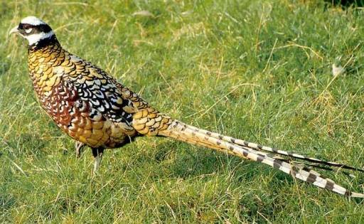 Pheasant: common, hunting, royal, silver, diamond, gold, Romanian, Caucasian