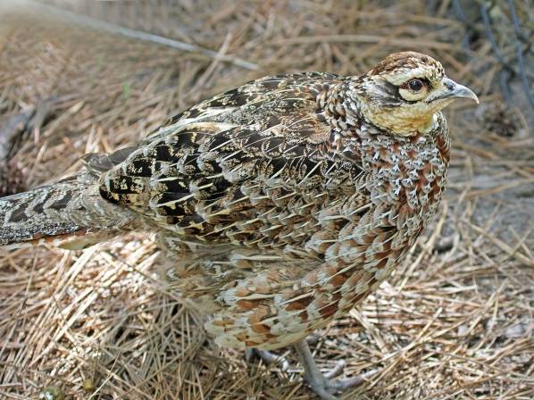 Pheasant: common, hunting, royal, silver, diamond, gold, Romanian, Caucasian