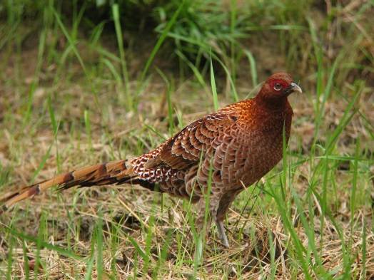 Pheasant: common, hunting, royal, silver, diamond, gold, Romanian, Caucasian