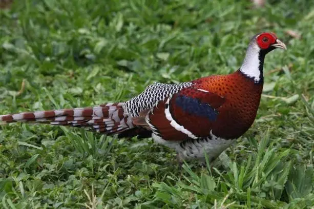 Pheasant: common, hunting, royal, silver, diamond, gold, Romanian, Caucasian