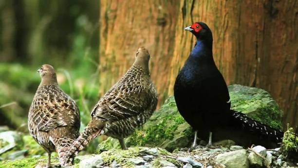 Pheasant: common, hunting, royal, silver, diamond, gold, Romanian, Caucasian