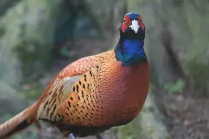 Pheasant: common, hunting, royal, silver, diamond, gold, Romanian, Caucasian